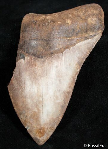 Partial / Inch Megalodon Tooth - Bargain #2494